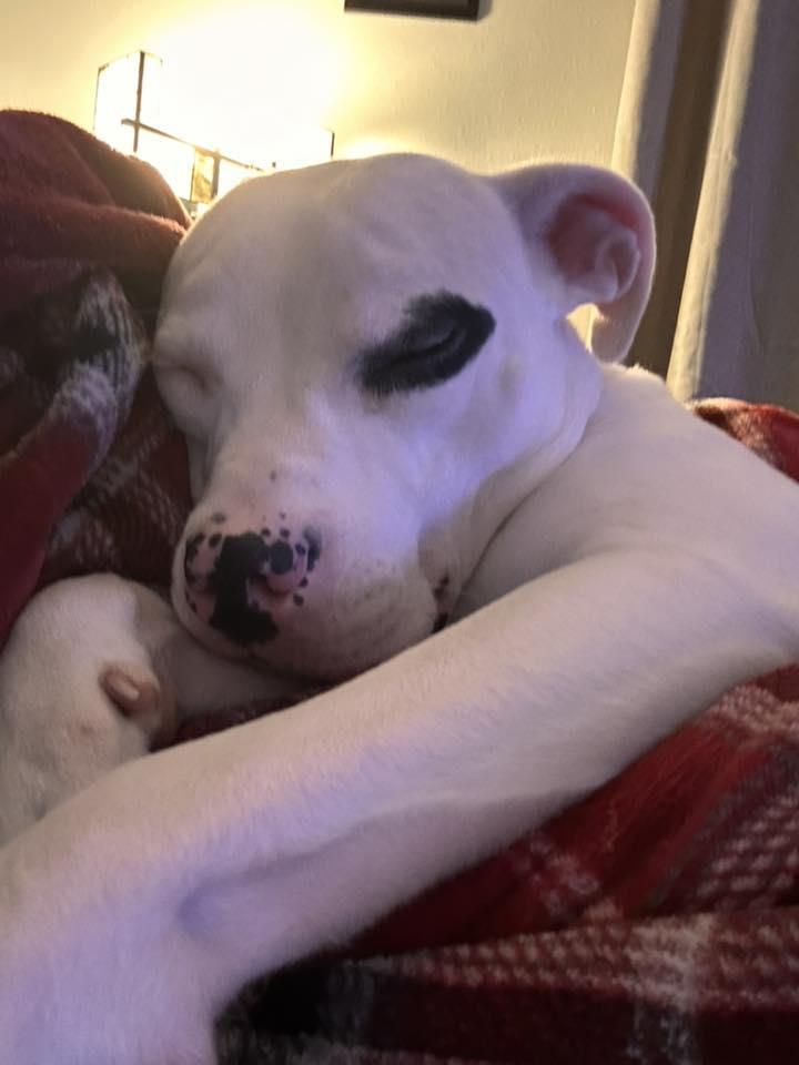 Snoopie, a Adoptable mixed breed in Racine, WI image 5/6