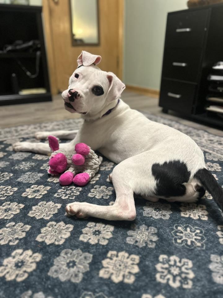 Snoopie, a Adoptable mixed breed in Racine, WI image 3/3