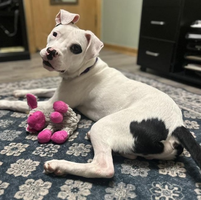 Snoopie, a Adoptable mixed breed in Racine, WI image 4/6