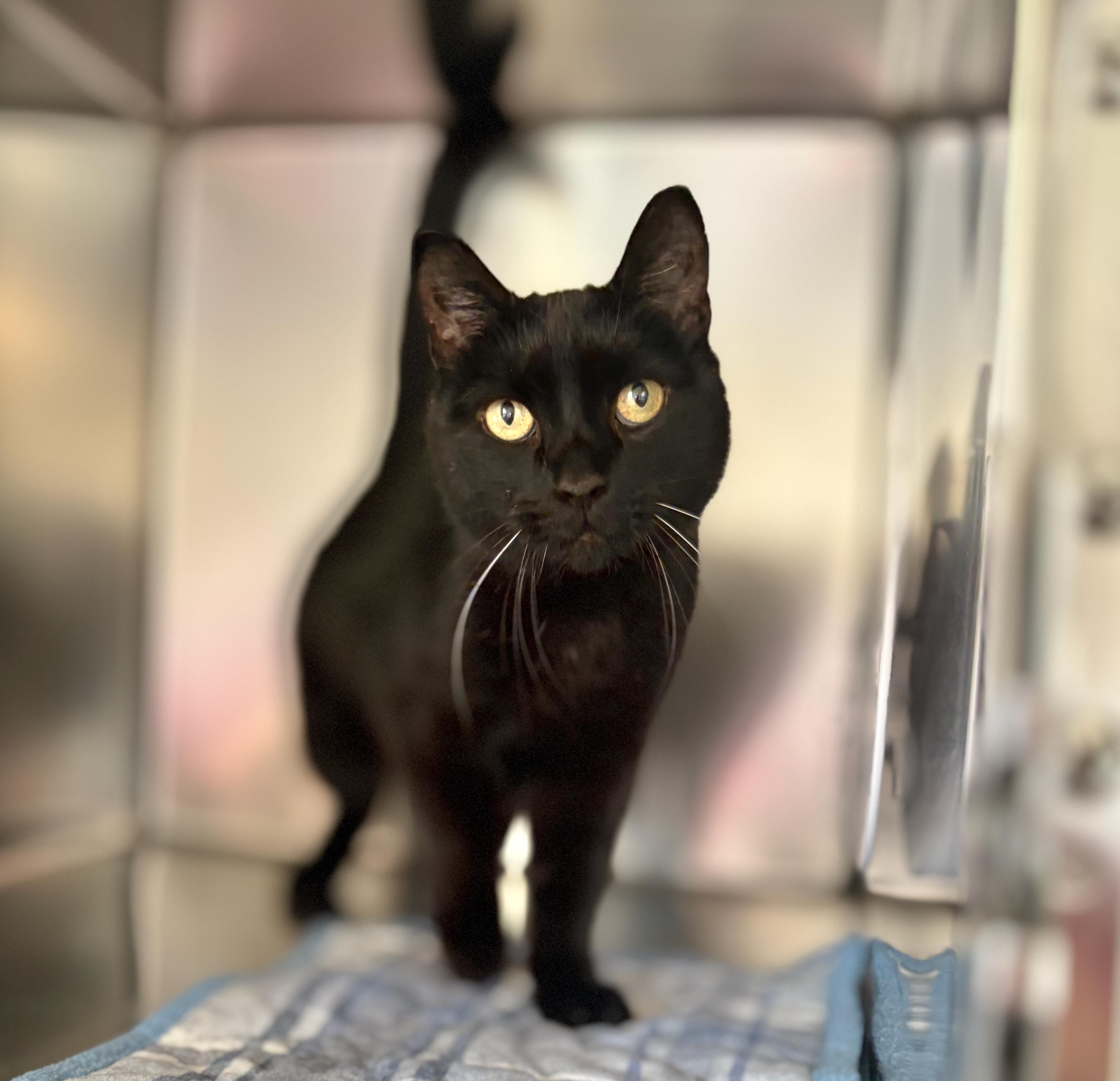 Duke - at Petvalue St. Stephen, an adoptable Domestic Short Hair in St Stephen, NB, E3L 2X2 | Photo Image 1