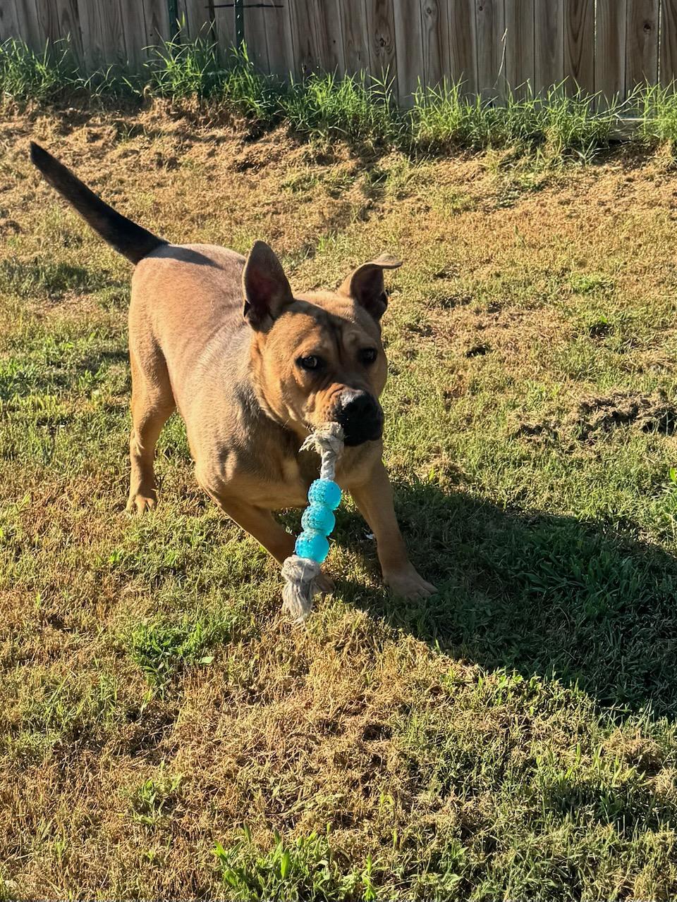Boone (Scott-Fostered in TN), ADOPTABLE, Adult Male Pit Bull Terrier.