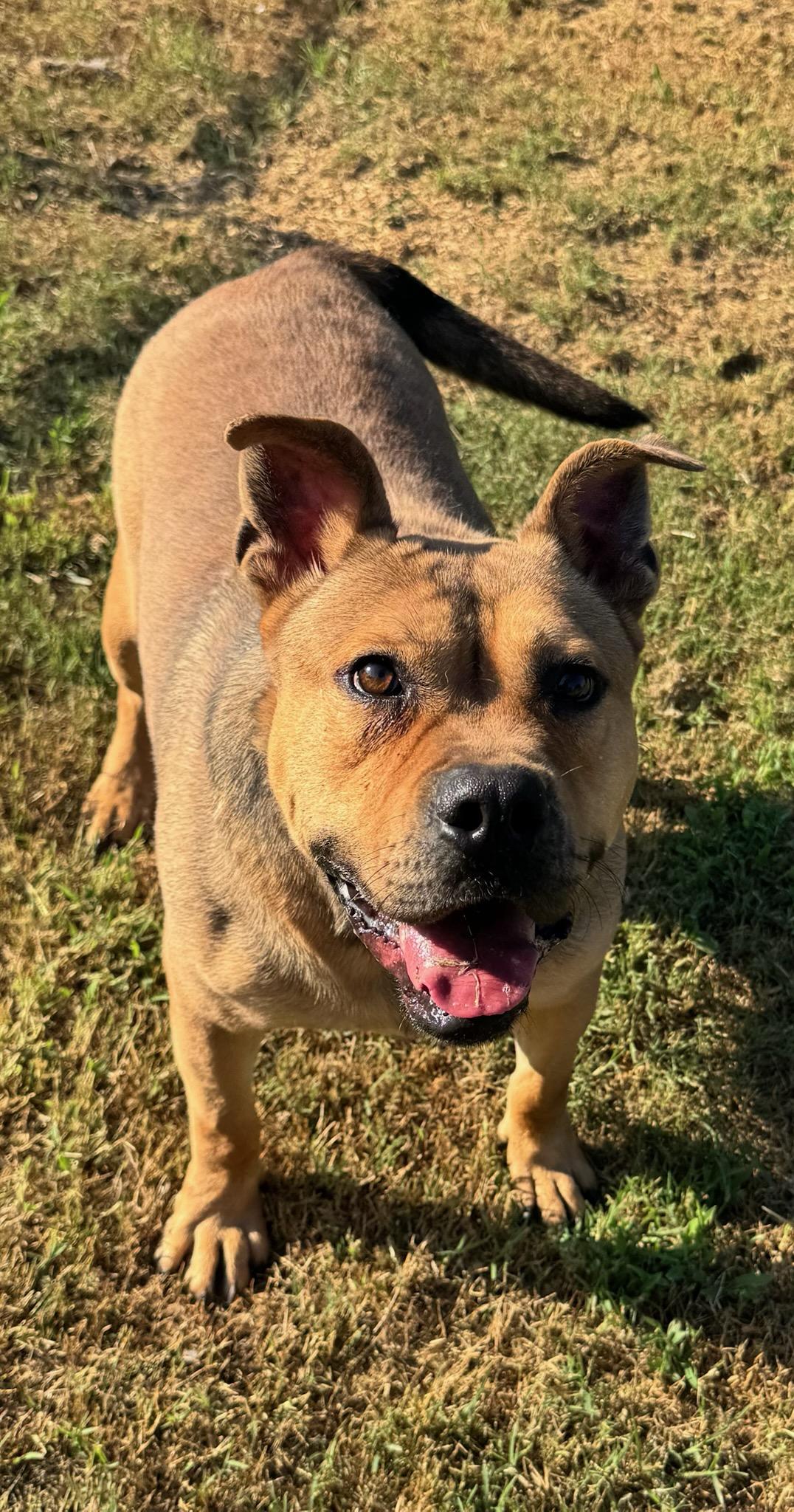 Boone (Scott-Fostered in TN), a ADOPTABLE mixed breed in Brooklyn, CT image 5/6