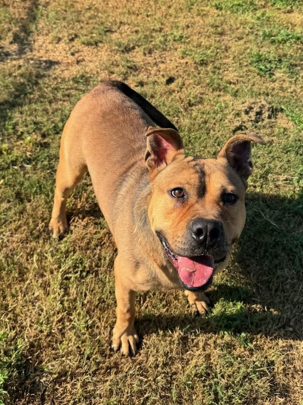 Boone (Scott-Fostered in TN), a ADOPTABLE mixed breed in Brooklyn, CT image 4/6