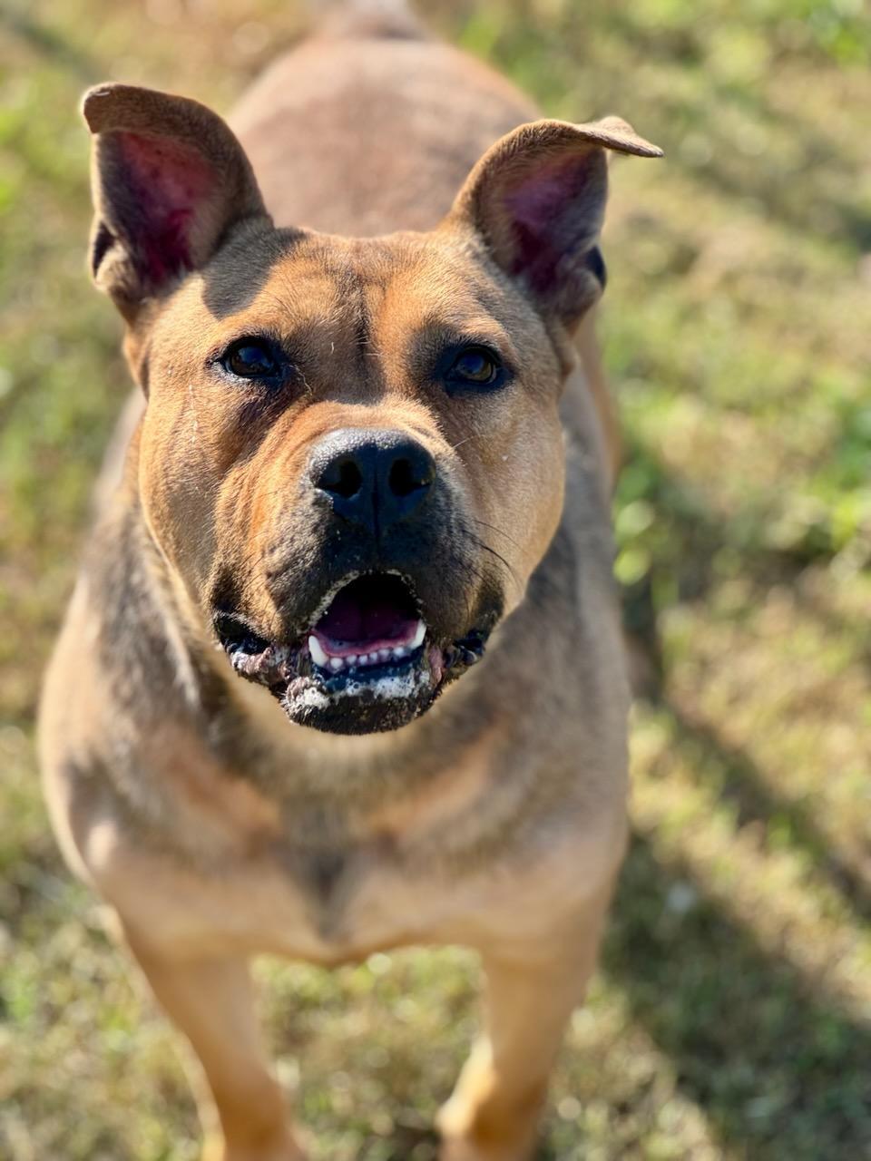 Boone (Scott-Fostered in TN), a ADOPTABLE mixed breed in Brooklyn, CT image 6/6