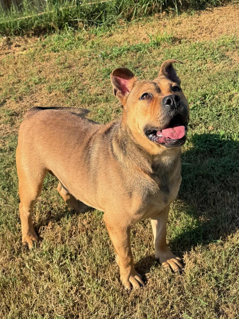 Boone (Scott-Fostered in TN), a ADOPTABLE mixed breed in Brooklyn, CT image 3/6