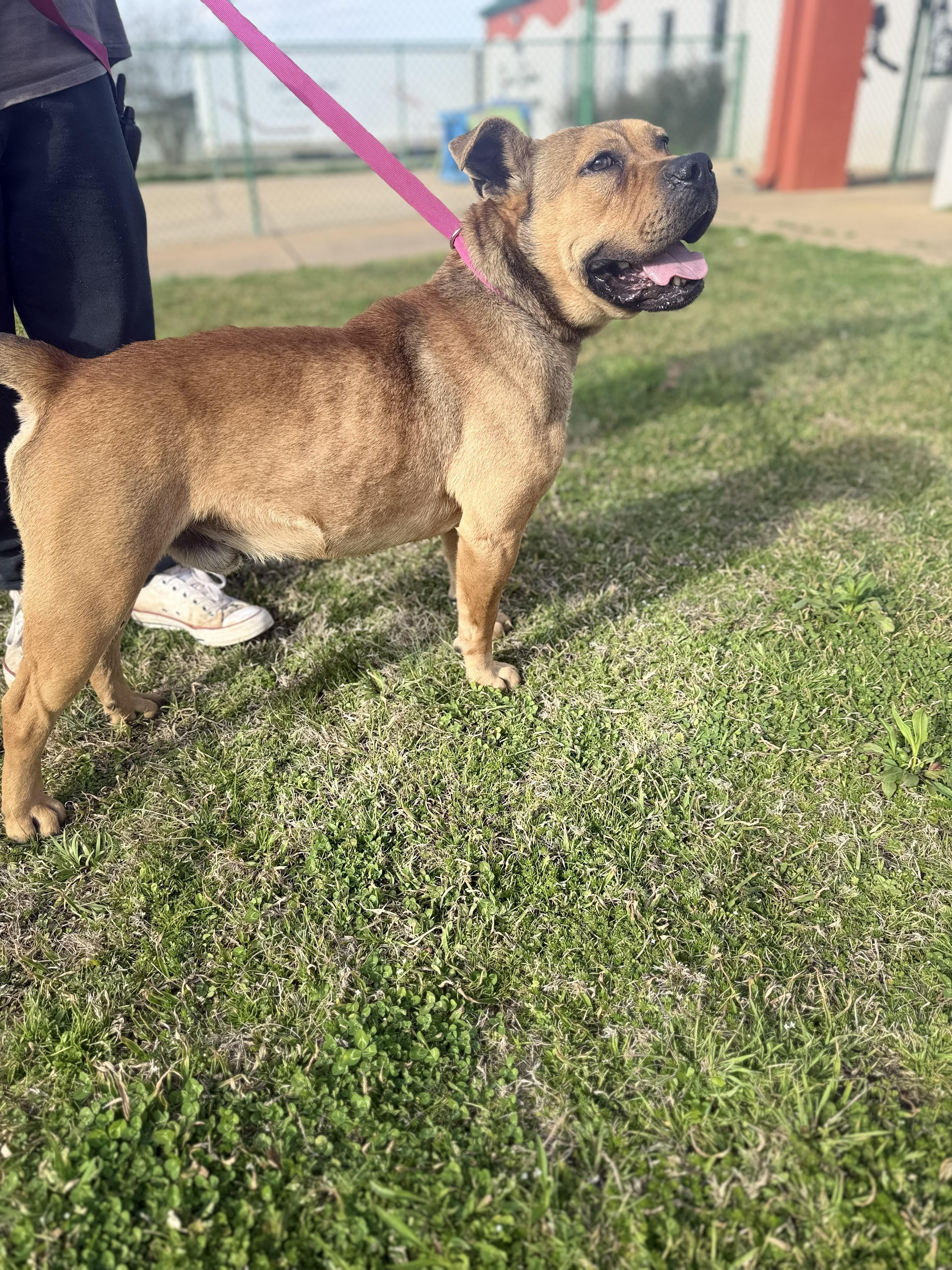 Boone (Scott-Fostered in TN), a ADOPTABLE mixed breed in Brooklyn, CT image 2/6