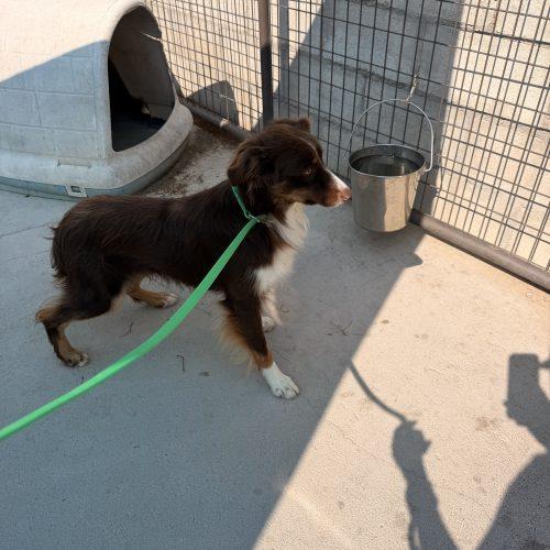 Turbo, Adoptable, Puppy Male Australian Shepherd & Mixed Breed.