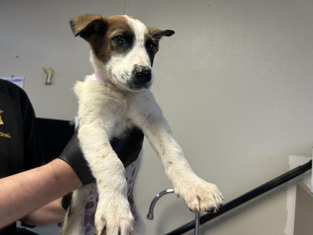 Enlarge A252302, a Adoptable mixed breed in Visalia, CA image 1/1