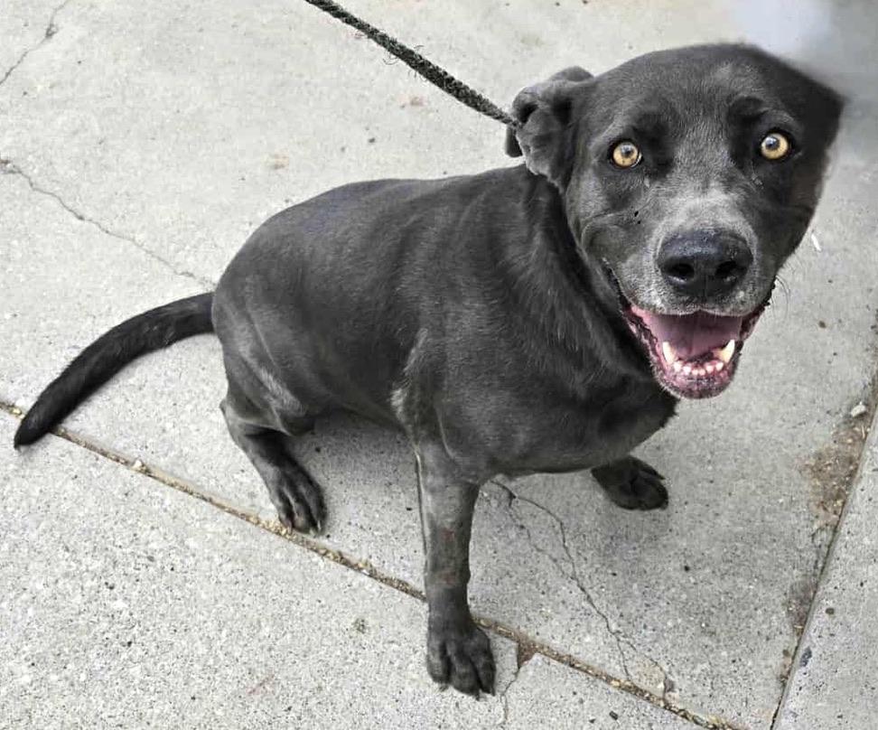Enlarge Luna, a Adoptable mixed breed in San Luis, CO image 3/3