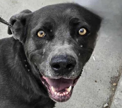 Enlarge Luna, a Adoptable mixed breed in San Luis, CO image 2/3