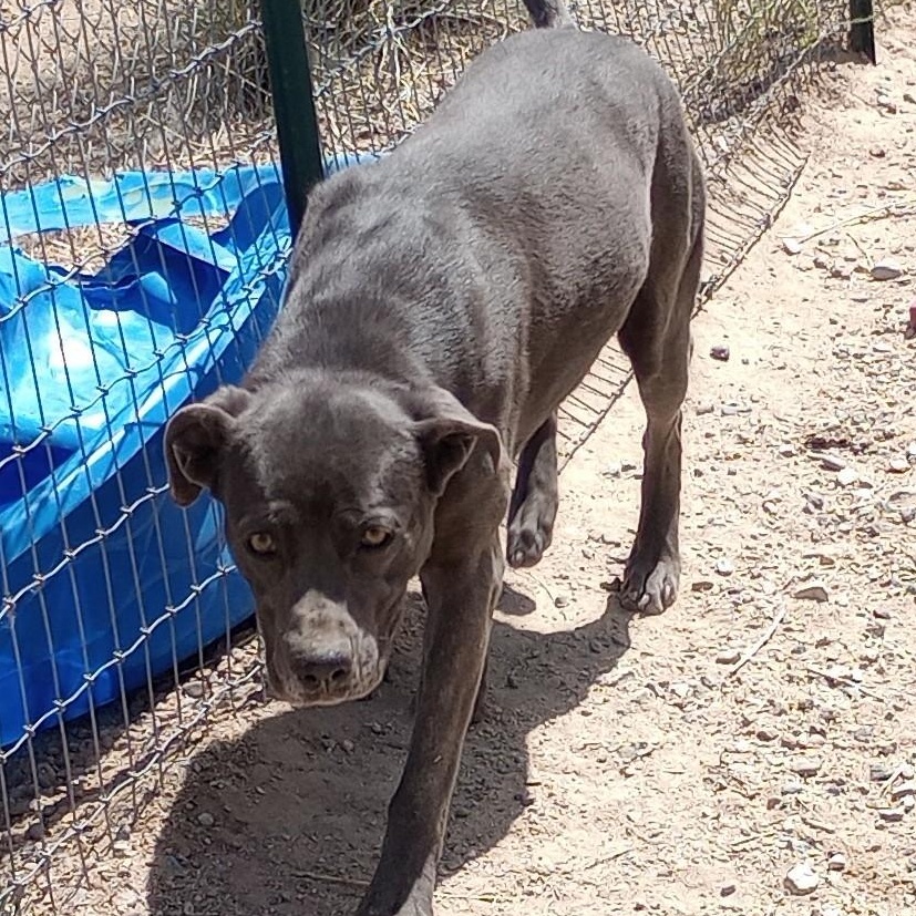 Luna, Adoptable, Adult Female Labrador Retriever.