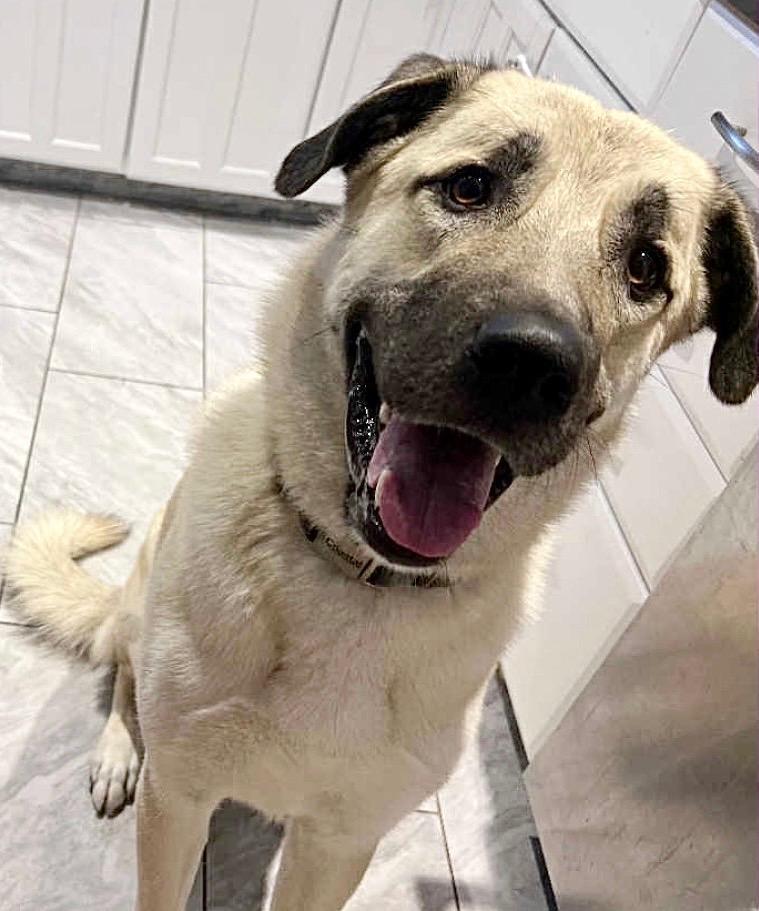 Enlarge Zia, an adopted Anatolian Shepherd in Closter, NJ image 4/4