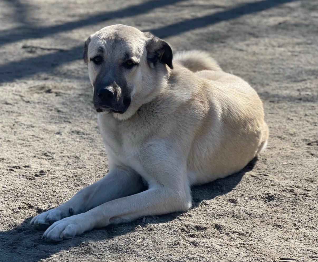 Enlarge Zia, an adopted Anatolian Shepherd in Closter, NJ image 1/4