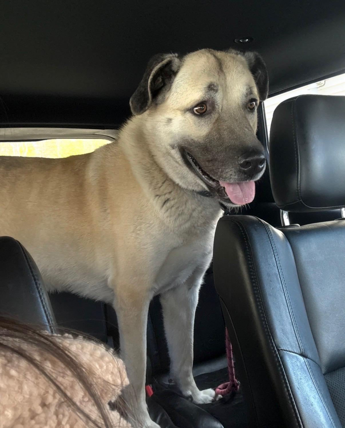 Enlarge Zia, an adopted Anatolian Shepherd in Closter, NJ image 2/4
