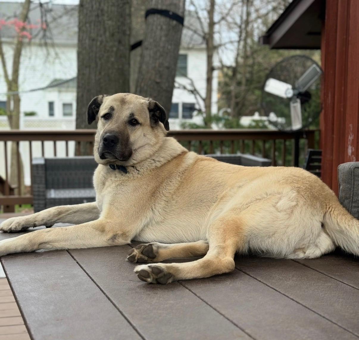 Enlarge Zia, an adopted Anatolian Shepherd in Closter, NJ image 3/4