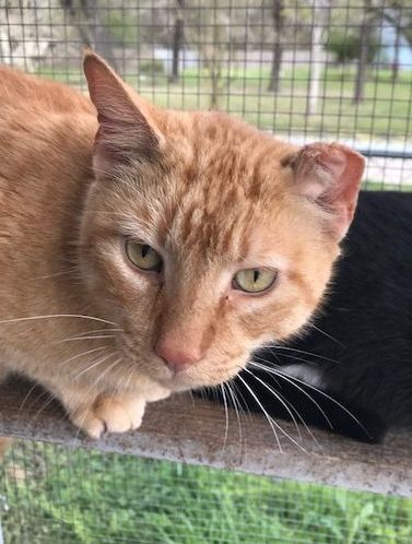 Enlarge Mr Crump, a Adoptable Tabby in Porter, TX image 1/2