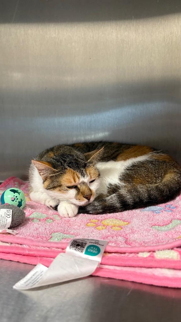 Loren, Adoptable, Young Female Domestic Short Hair.