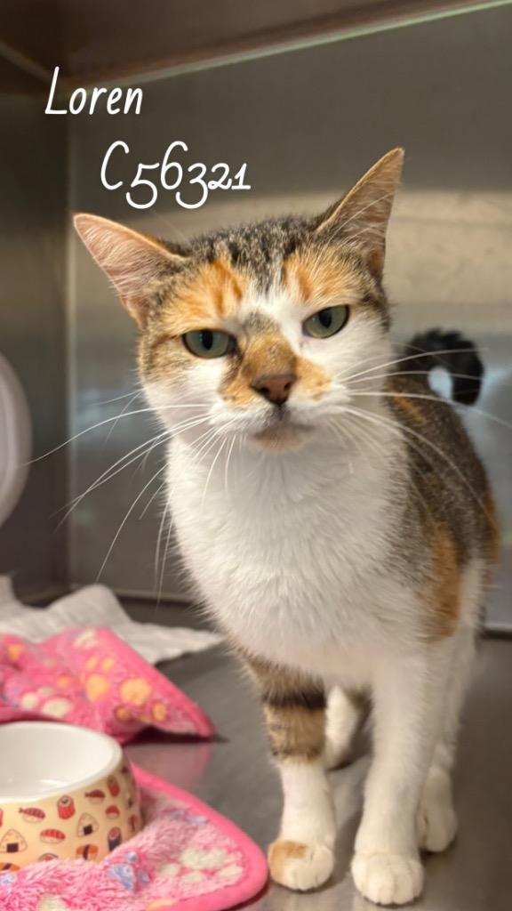 Enlarge Loren, a Adoptable mixed breed in Clarksville, TN image 2/5