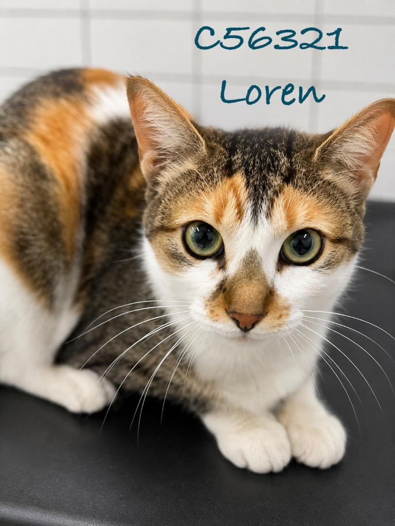 Loren, Adoptable, Young Female Domestic Short Hair.