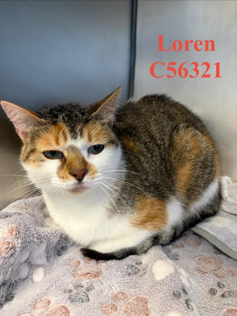 Enlarge Loren, a Adoptable mixed breed in Clarksville, TN image 3/5