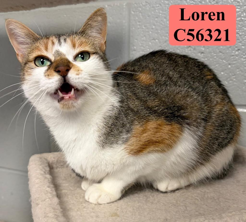 Enlarge Loren, a Adoptable mixed breed in Clarksville, TN image 4/5