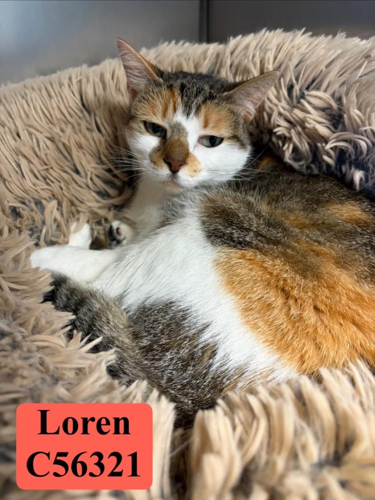 Enlarge Loren, a Adoptable mixed breed in Clarksville, TN image 5/5