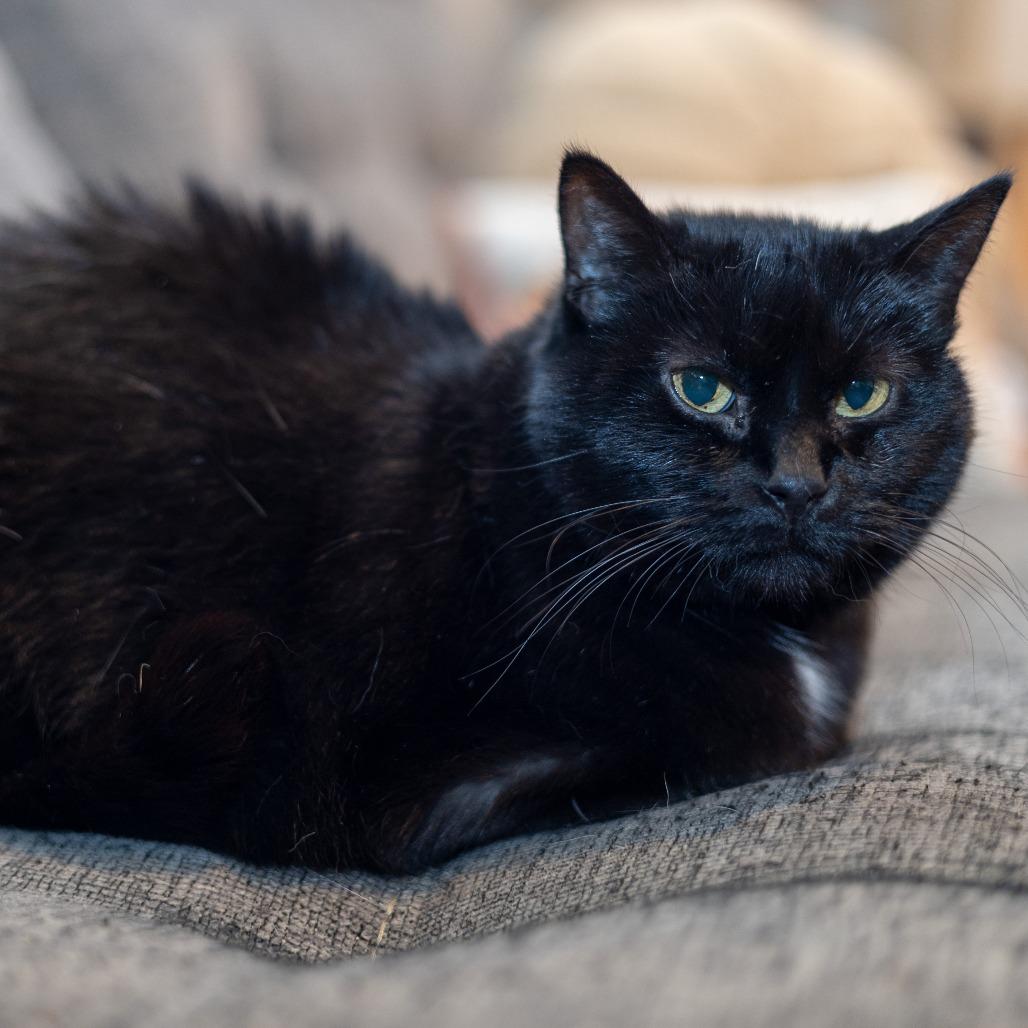 Bella 2, a Adoptable Domestic Short Hair in Shorewood, IL image 1/5