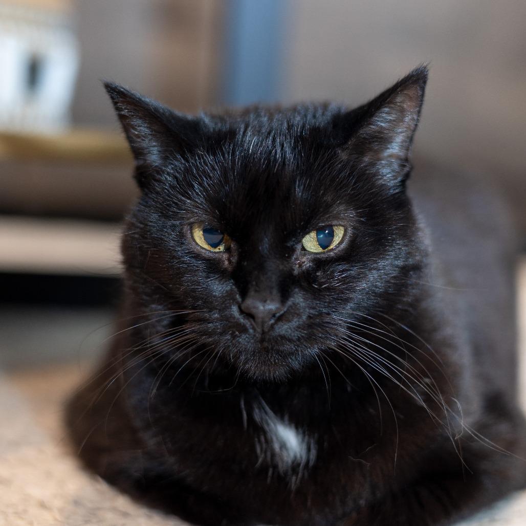 Bella 2, a Adoptable Domestic Short Hair in Shorewood, IL image 3/5