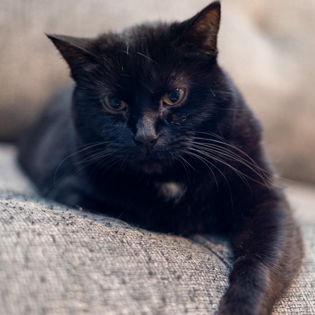Bella 2, a Adoptable Domestic Short Hair in Shorewood, IL image 4/5
