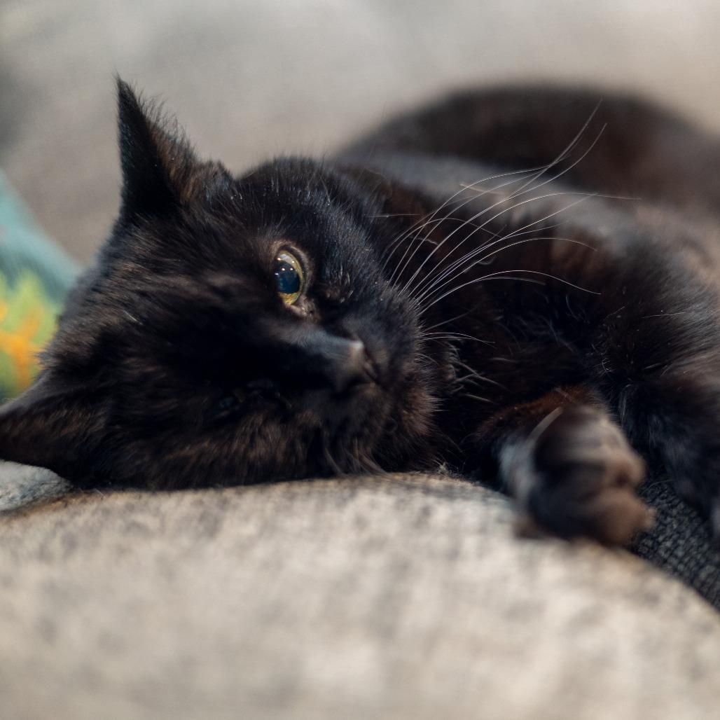 Bella 2, a Adoptable Domestic Short Hair in Shorewood, IL image 5/5