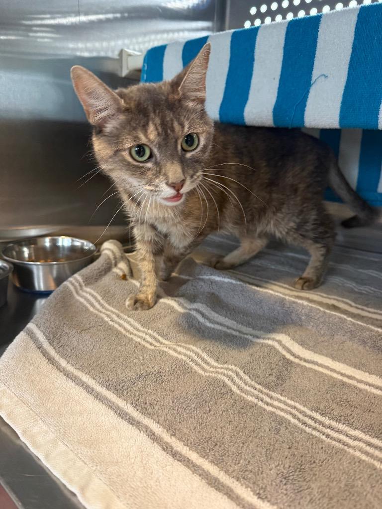 Blossom, Adoptable, Adult Female Domestic Short Hair.