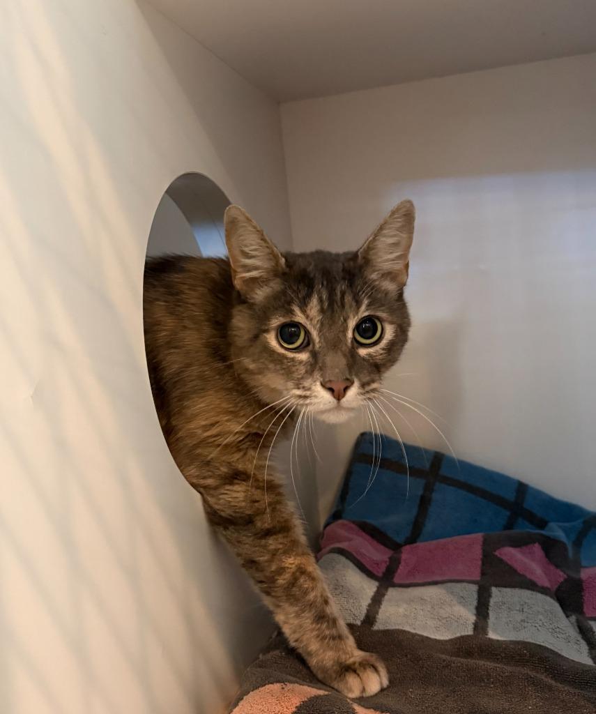 Blossom, Adoptable, Adult Female Domestic Short Hair.