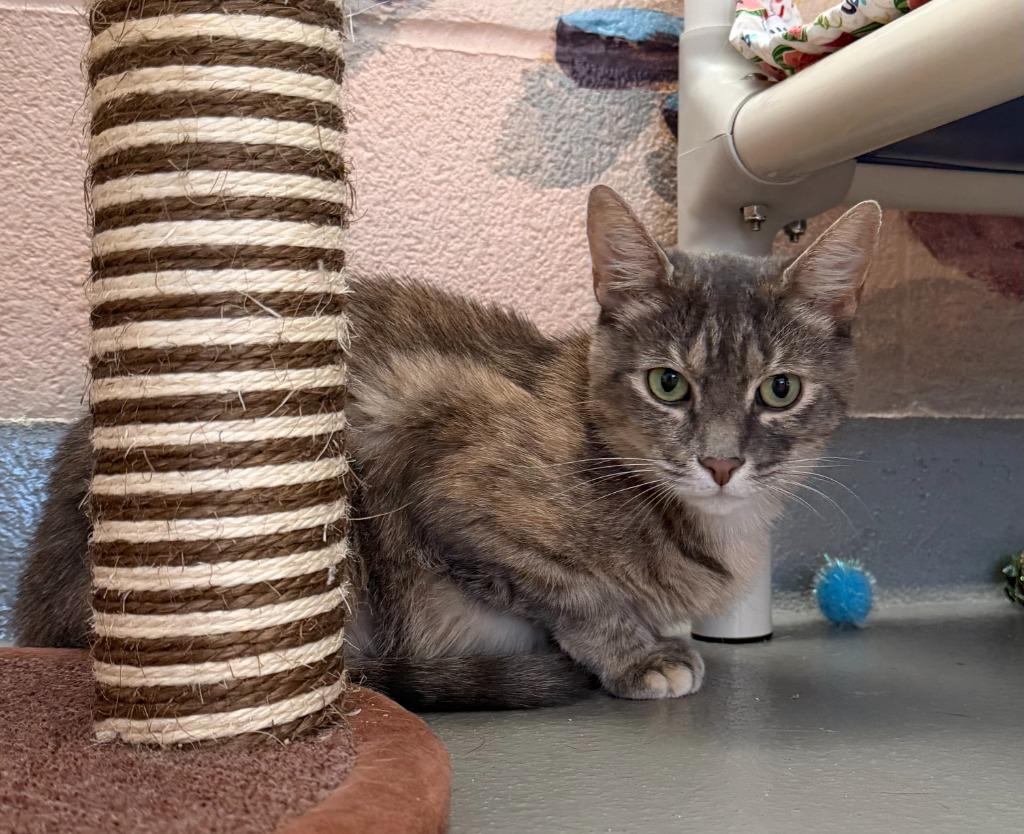 Enlarge Blossom, a Adoptable mixed breed in Hyde Park, NY image 2/3