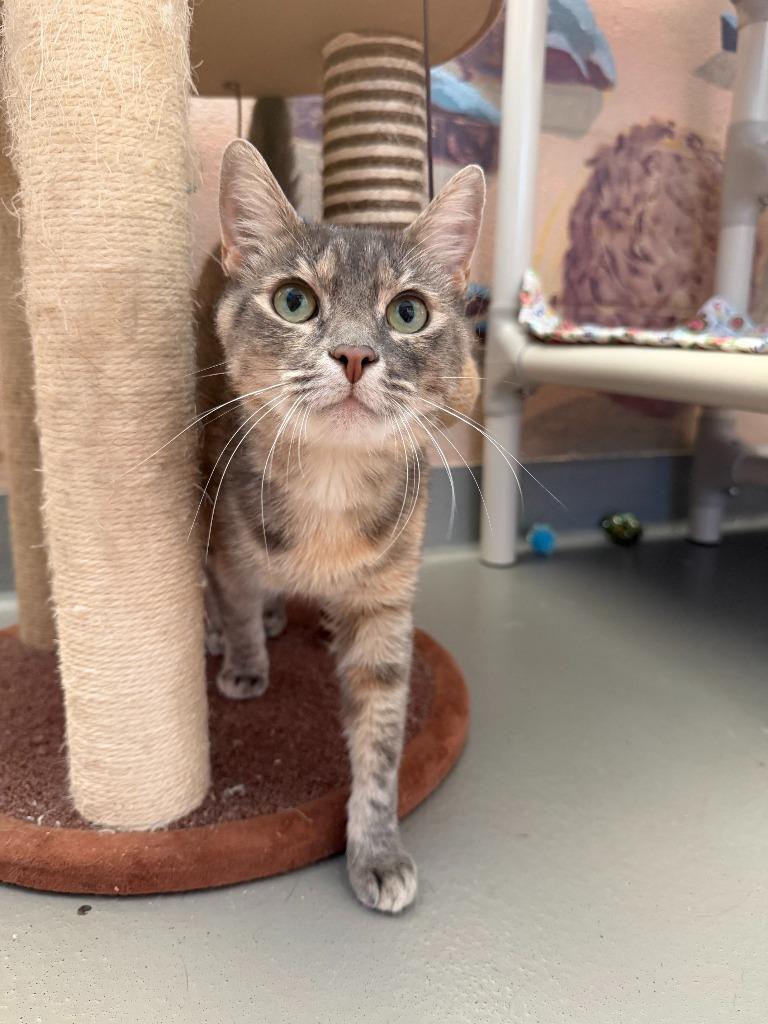 Enlarge Blossom, a Adoptable mixed breed in Hyde Park, NY image 3/3