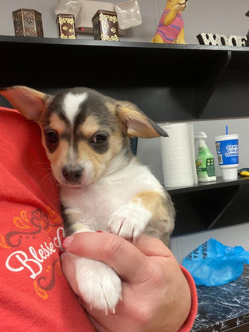 Enlarge Becky, a Adopted mixed breed in Middletown, NY image 1/3