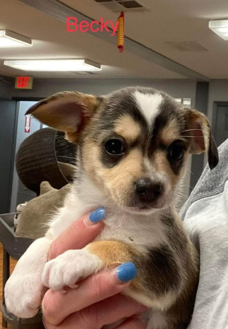 Enlarge Becky, a Adopted mixed breed in Middletown, NY image 2/3