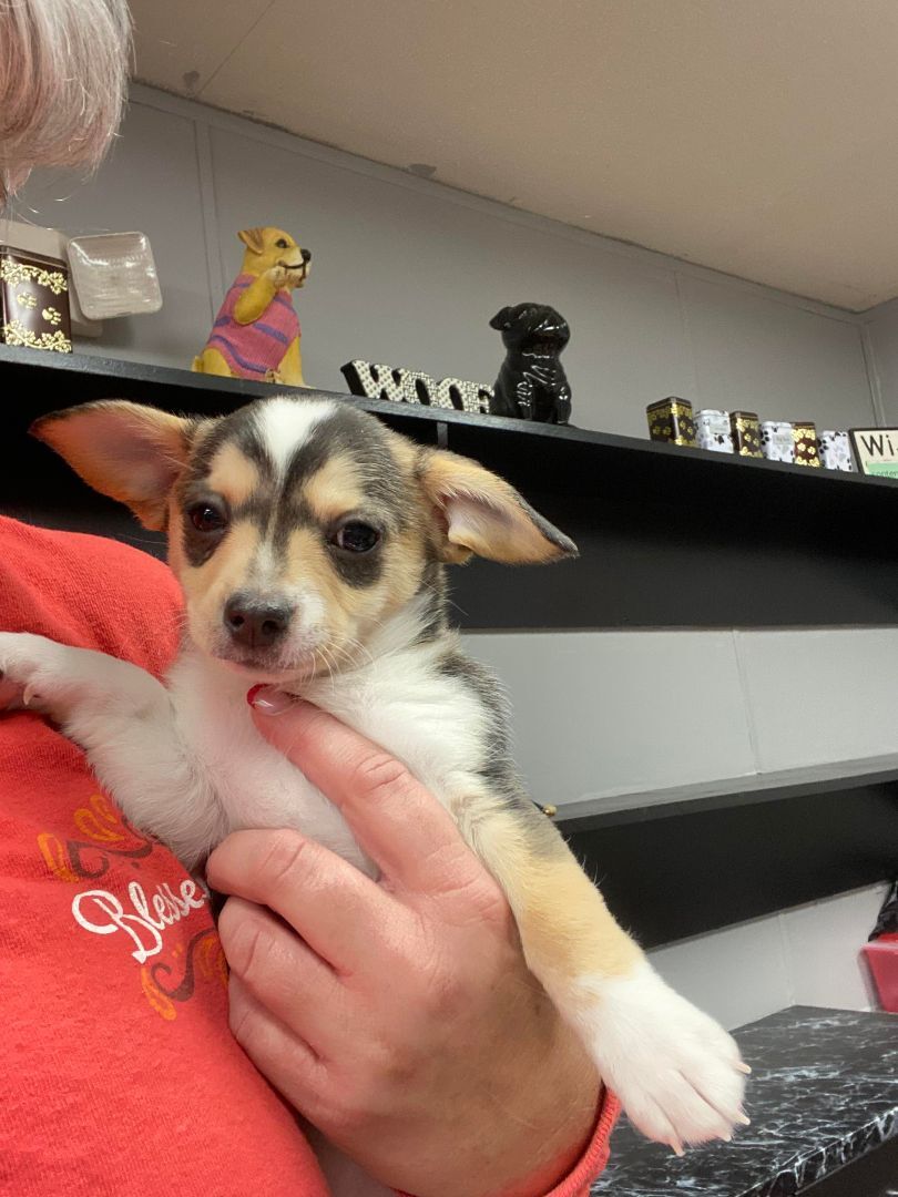 Enlarge Becky, a Adopted mixed breed in Middletown, NY image 3/3