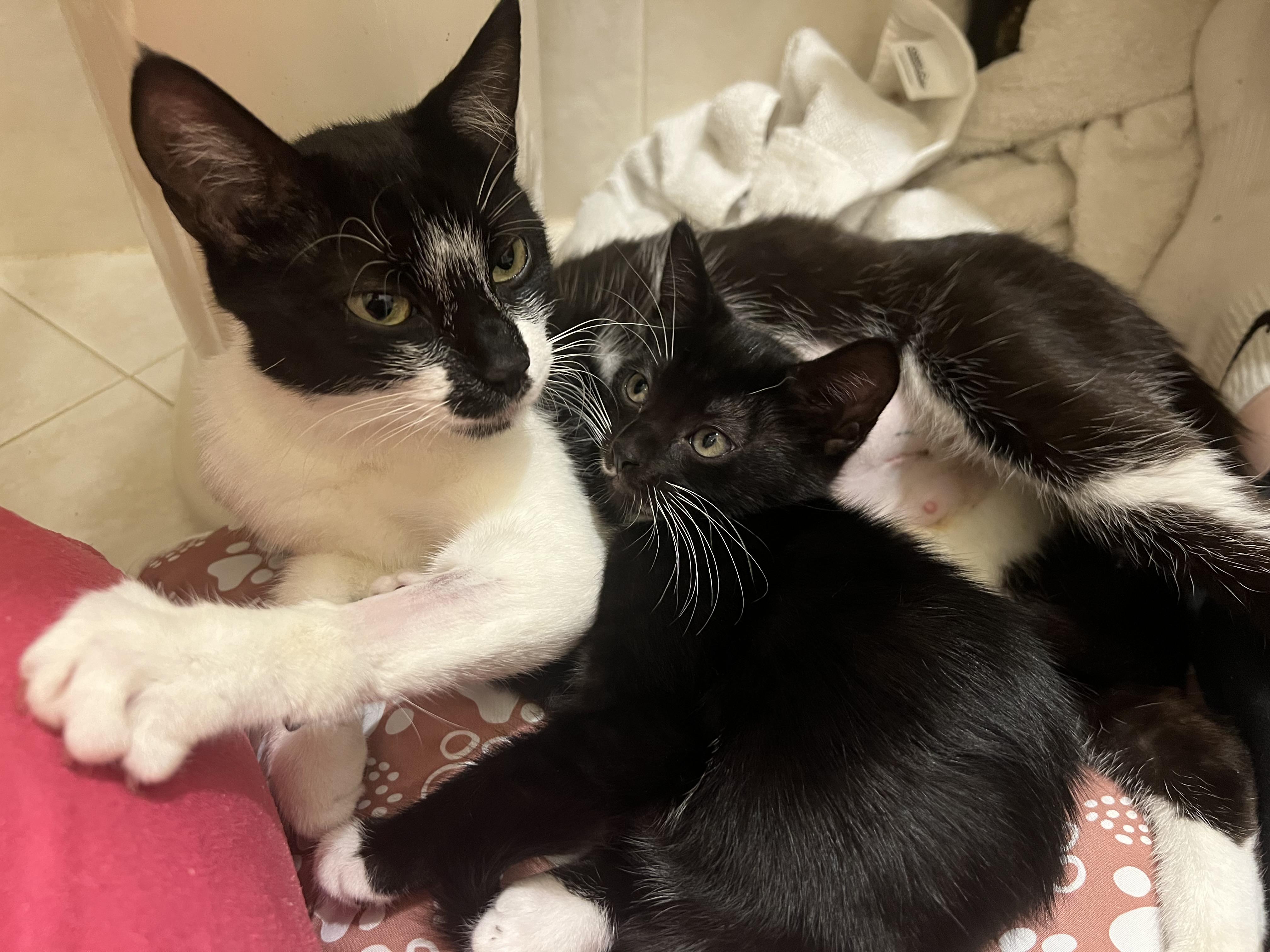 Mamma