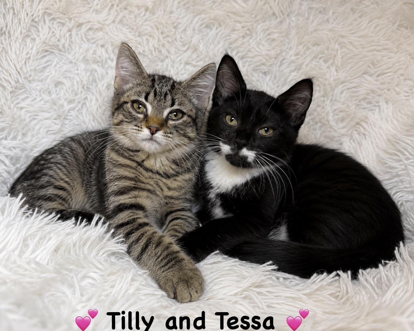 Tilly and Tessa, ADOPTABLE, Kitten Female Domestic Short Hair.