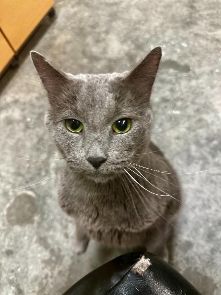 Enlarge Lucky, a Adoptable mixed breed in Neosho, MO image 1/1