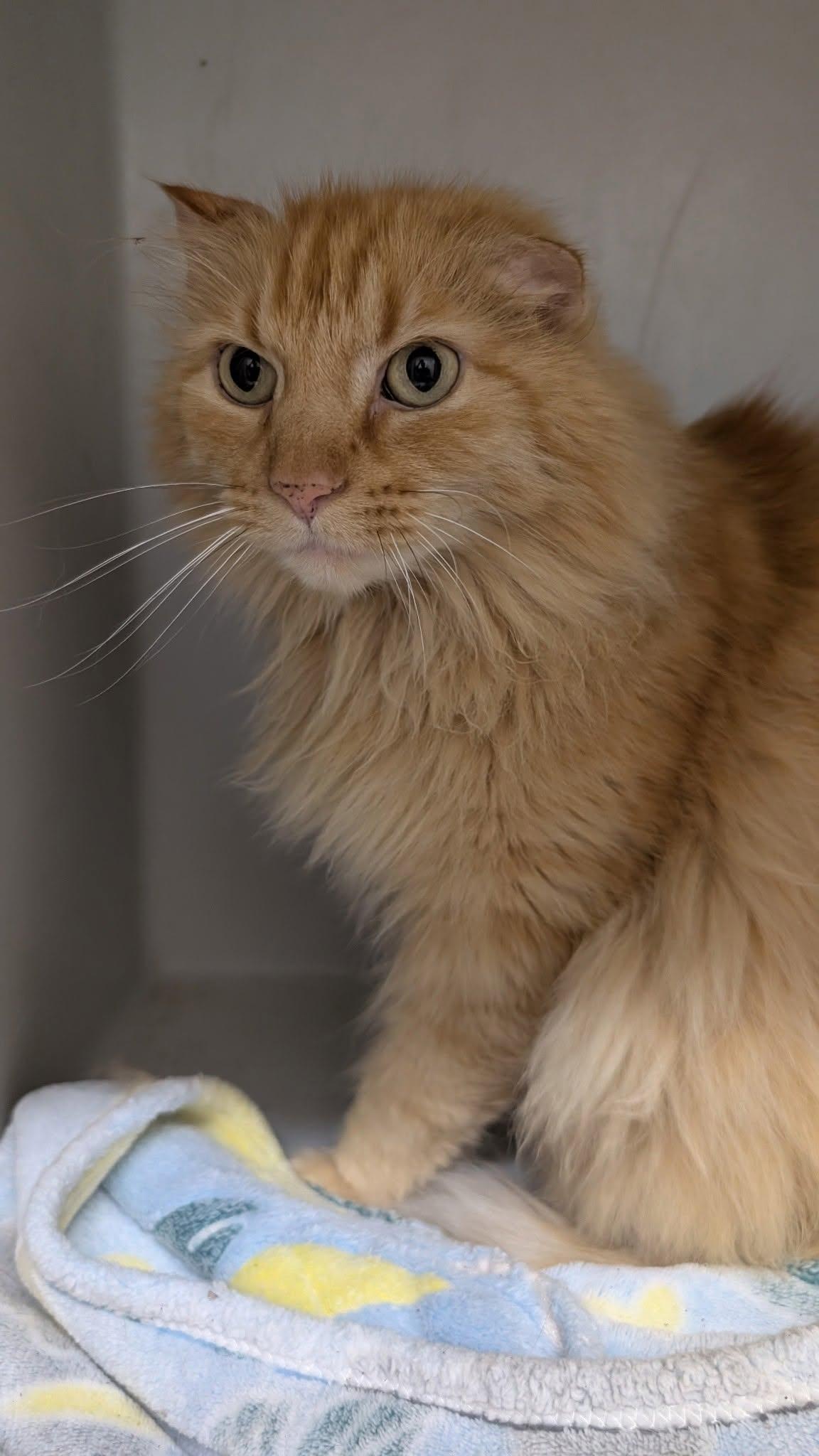 Rex, ADOPTABLE, Adult Male Domestic Medium Hair.