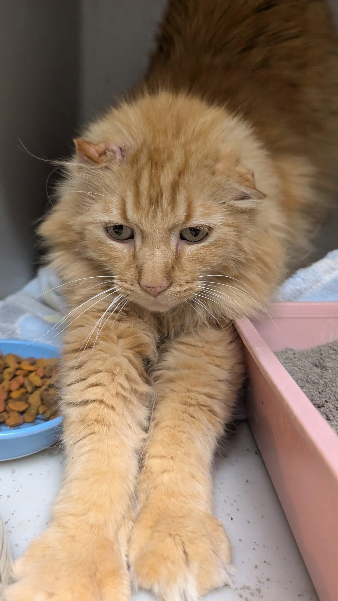 Enlarge Rex, a ADOPTABLE mixed breed in Metropolis, IL image 3/3
