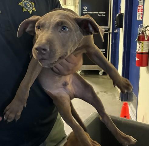 Shrek - WAITING FOR HIS FOREVER HOME, Adoptable, Puppy Male Pit Bull Terrier.