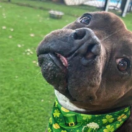 Mazie, Adoptable, Adult Female Mixed Breed.