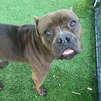 Mazie, a Adoptable Mixed Breed in Palm Harbor, FL image 3/6