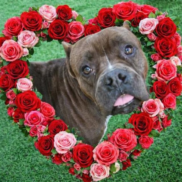 Mazie, a Adoptable Mixed Breed in Palm Harbor, FL image 2/6