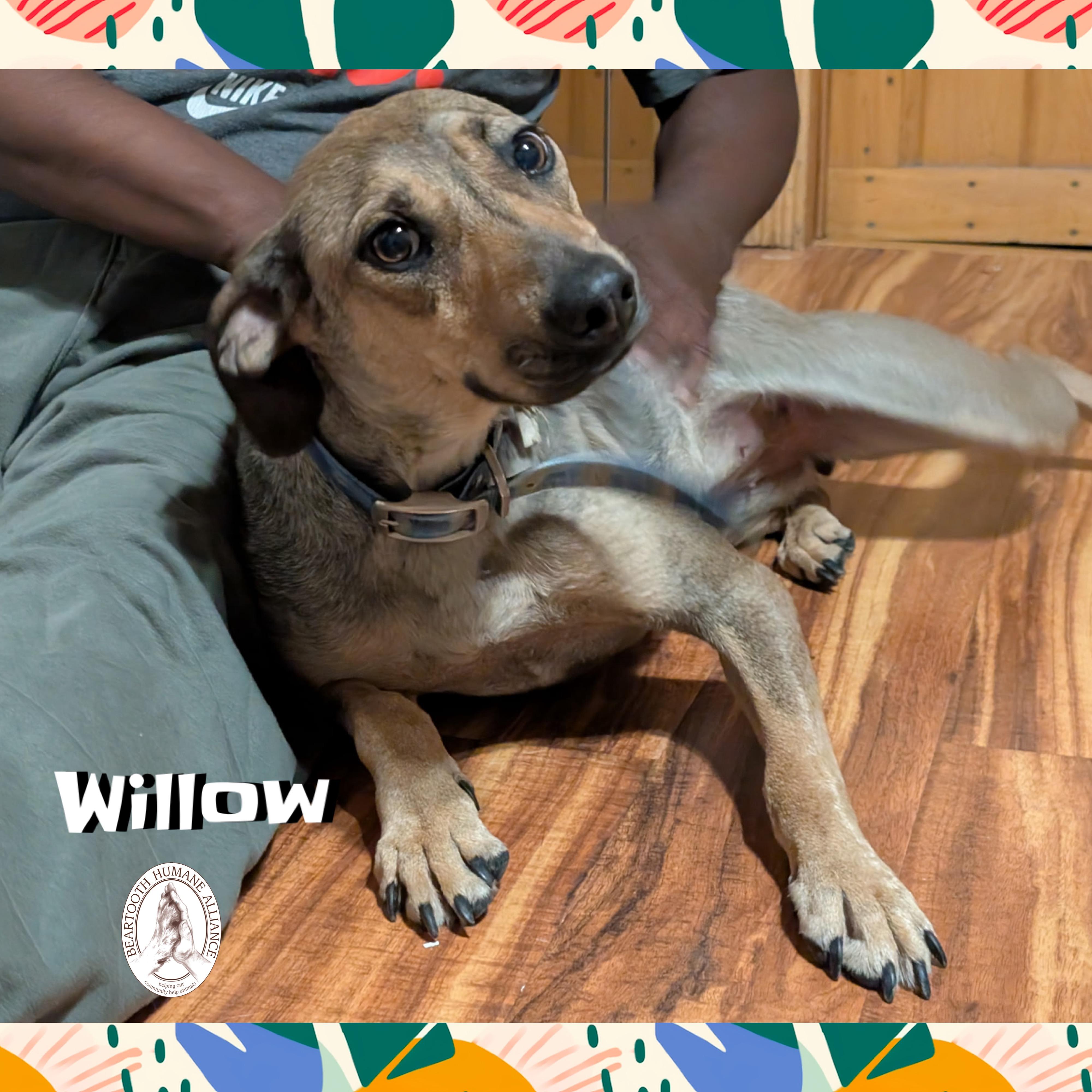 Willow, an adoptable Mixed Breed in Red Lodge, MT, 59068 | Photo Image 1