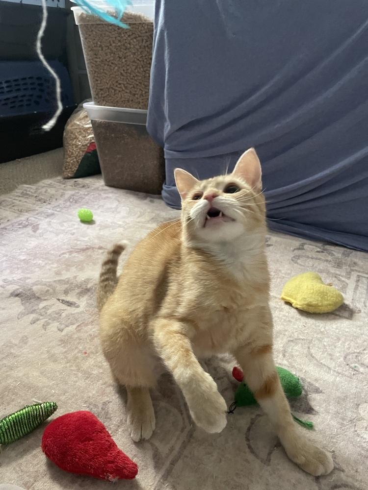 Charmander, Adopted, Young Female Domestic Short Hair.