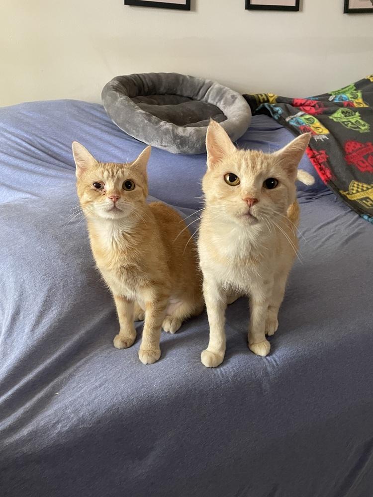 Enlarge Charmander, a Adopted Domestic Short Hair in Virginia Beach, VA image 2/6
