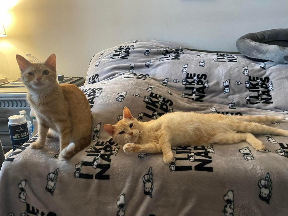 Enlarge Charmander, a Adopted Domestic Short Hair in Virginia Beach, VA image 3/6